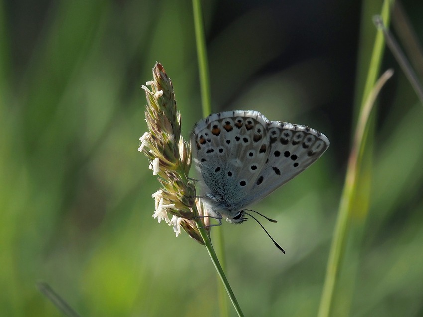 Polyommatus  hispanus